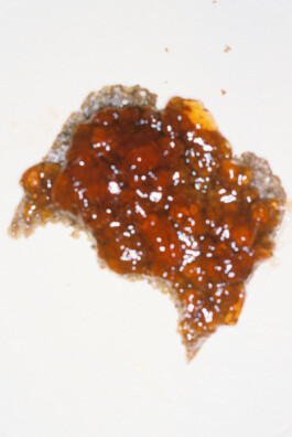 Archiv der angebissenen Brotscheiben